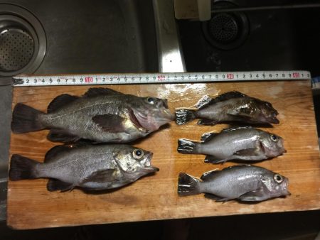 メバルgetだぜ！