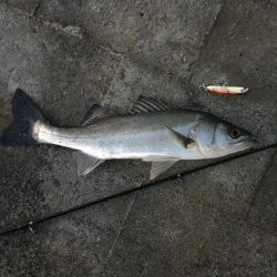 シーバスゲーム