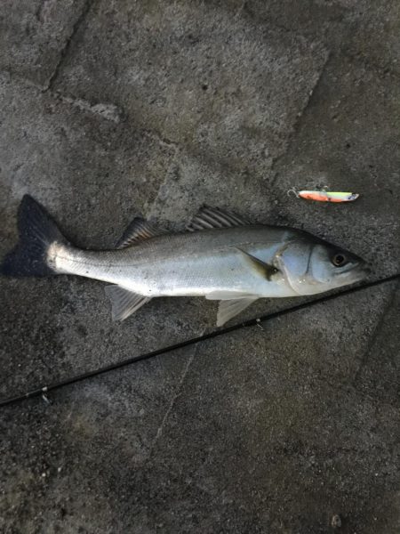 シーバスゲーム