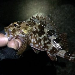 今日もメバリング