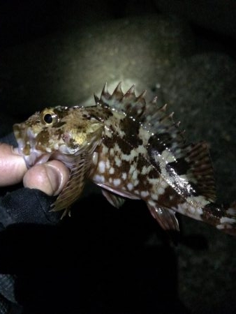 今日もメバリング