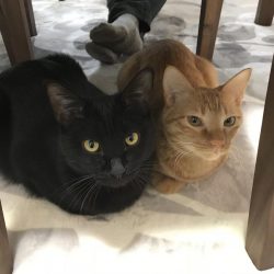 90分限定メバリング