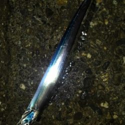 太刀魚、ガシラGET！！