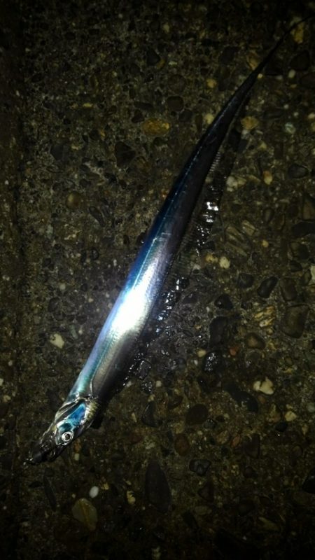 太刀魚、ガシラGET！！