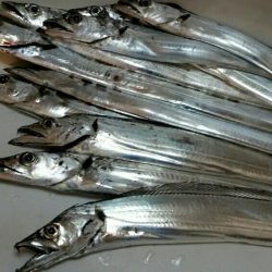 湾奥タチウオまだまだ好釣！！