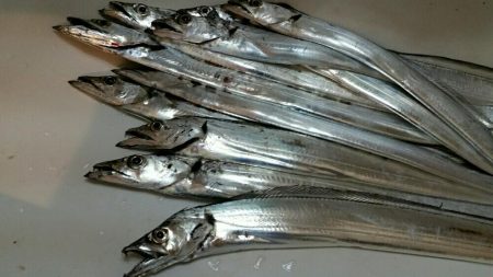 湾奥タチウオまだまだ好釣！！