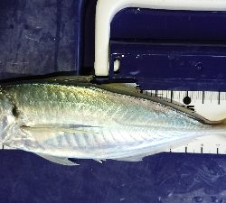 またまた1センチ足りない