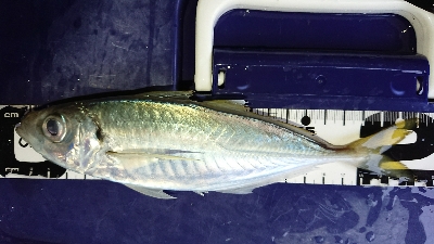 またまた1センチ足りない