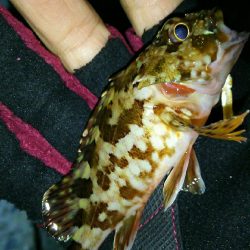 おしゃべりついでにライトゲーム