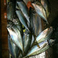 淡路島観光ホテルは今アジが激アツ!