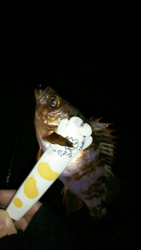 洲本から北上しながらランガン