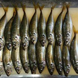 アジフライ食べたい