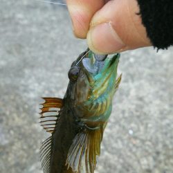 デイロックゲーム