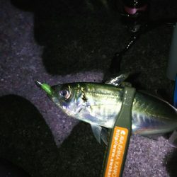 釣り納め淡路島