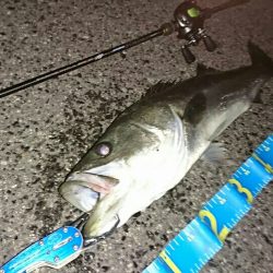 釣り納めシーバス