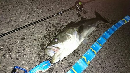 釣り納めシーバス