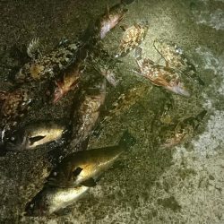 ガシリングからのメバリング