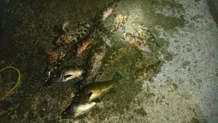 ガシリングからのメバリング