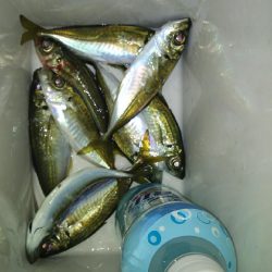 釣り納めしたはずが