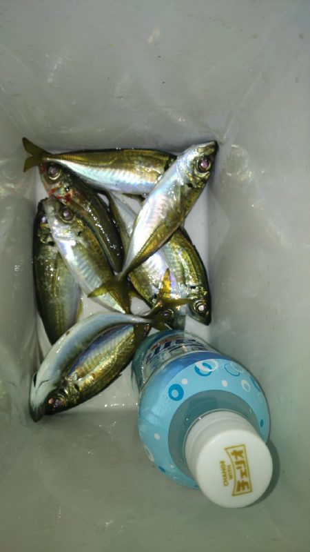 釣り納めしたはずが