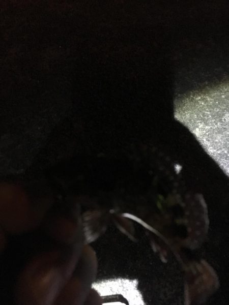 爆風ライトゲーム