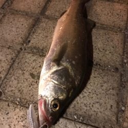 ミニエントのレンジ♪