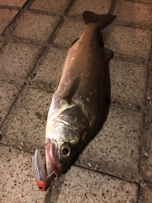 ミニエントのレンジ♪