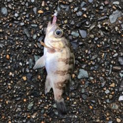 朝から釣りをする(笑)。