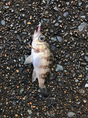 朝から釣りをする(笑)。