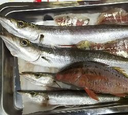 デカカマス！！