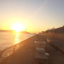 落第カゴ師でも釣れる平磯