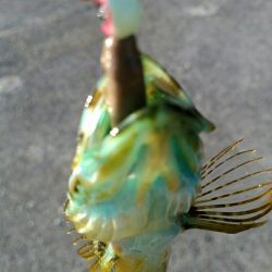 再びメバリング＆アジング