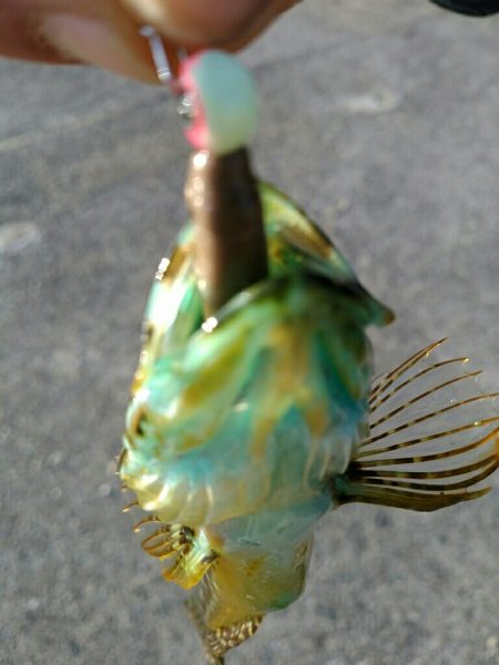 再びメバリング＆アジング