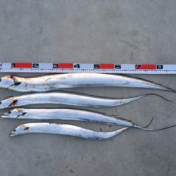 シーバス狙いが…