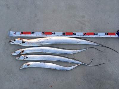 シーバス狙いが…