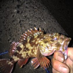 ジグ単中アジ狙い