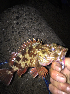 ジグ単中アジ狙い