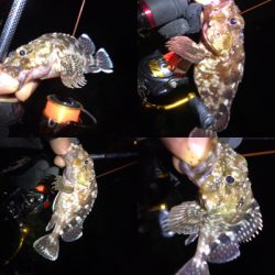 カサゴ、メバル