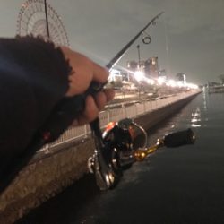 メバル、セイゴ！