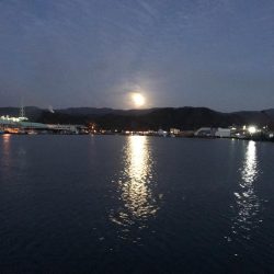 釣れたものの…