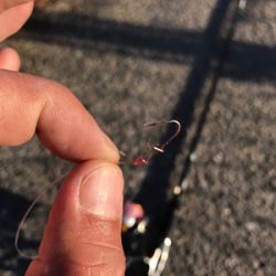 サワラとサゴシ♫