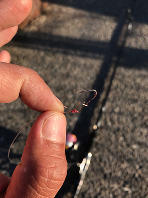 サワラとサゴシ♫