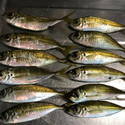 ちょこっとアジング