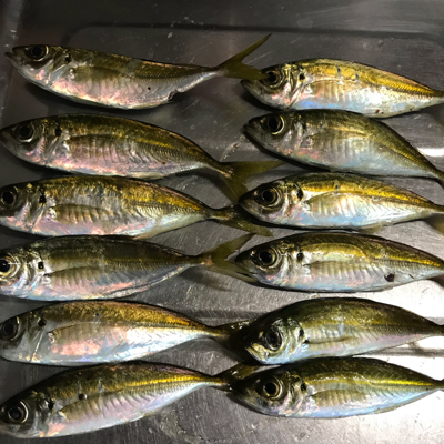 ちょこっとアジング