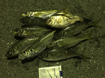 アジング成功！