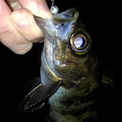 イナダ回遊有り