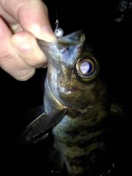 イナダ回遊有り