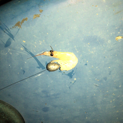 オキアミヘッドでガシリング