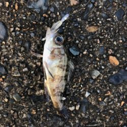 朝から釣りをする(笑)。