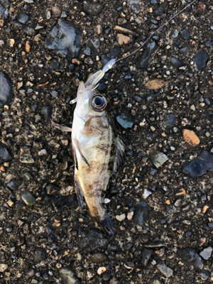 朝から釣りをする(笑)。